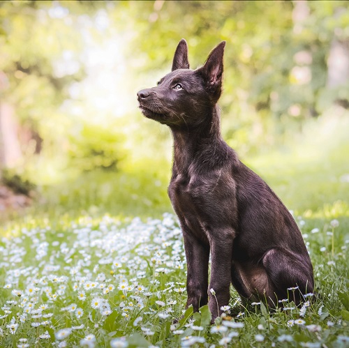 kelpie personality traits