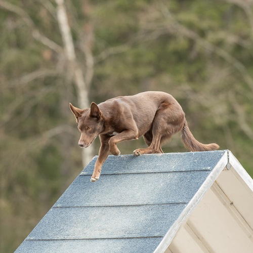 can a australian kelpie live in australia