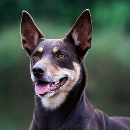 kelpie weight and size