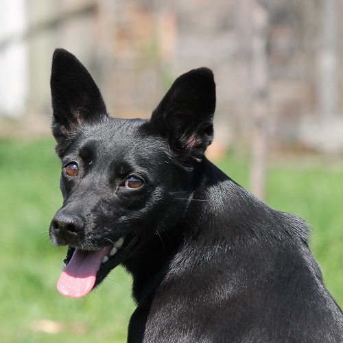 kelpie x dog