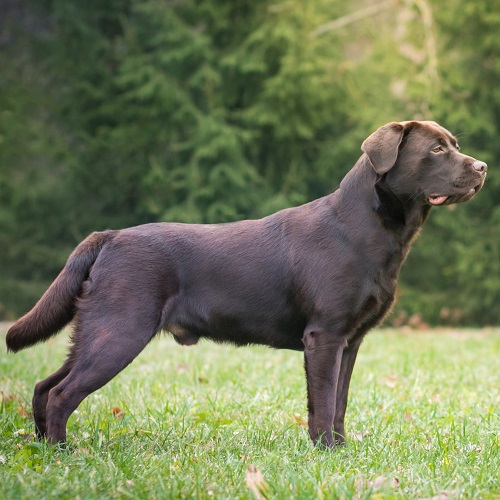 are labs good family dogs