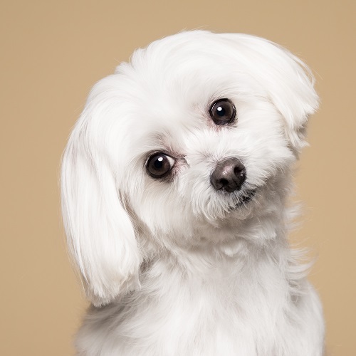 Is a Maltese right for your family? - Greencross Vets