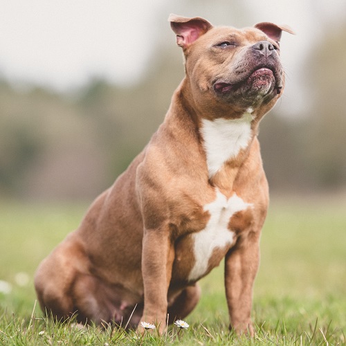 amstaff x pitbull