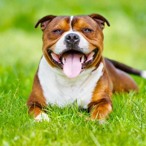 red english staffy