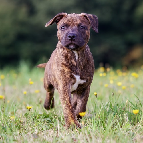 Is Staffordshire Bull Terrier right for your family? - Greencross Vets