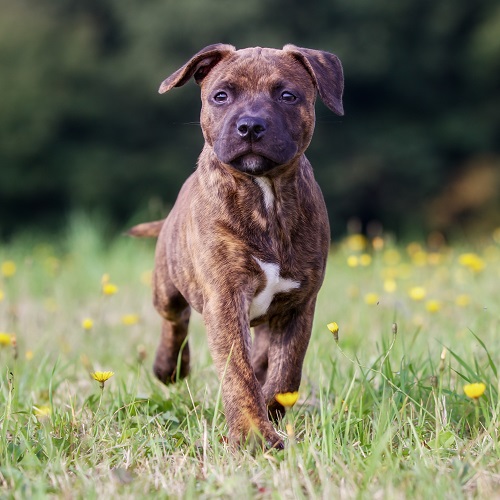 itchy staffy