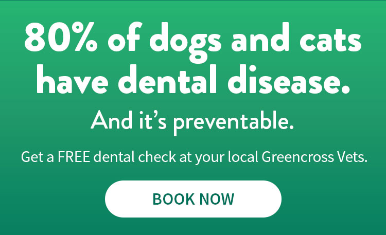 Book a free dental checkup