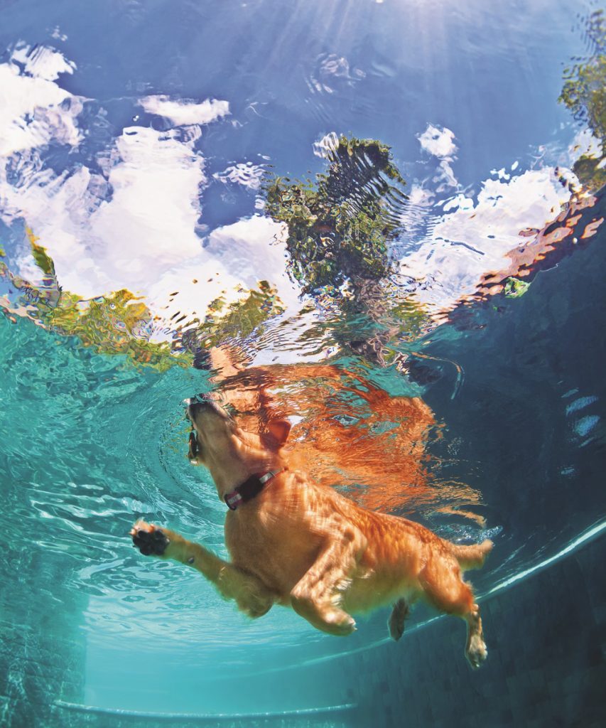 hydrotherapy pool for dogs near me