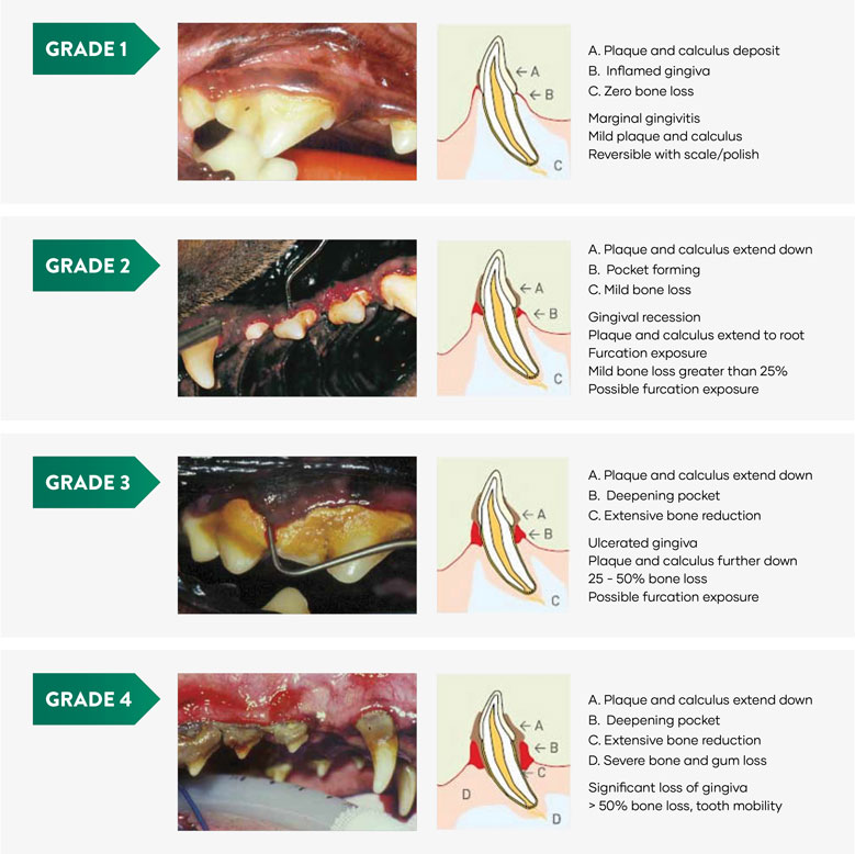 Dog Teeth Dental Chart