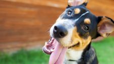 Top tips for keeping your pet cool in the summer