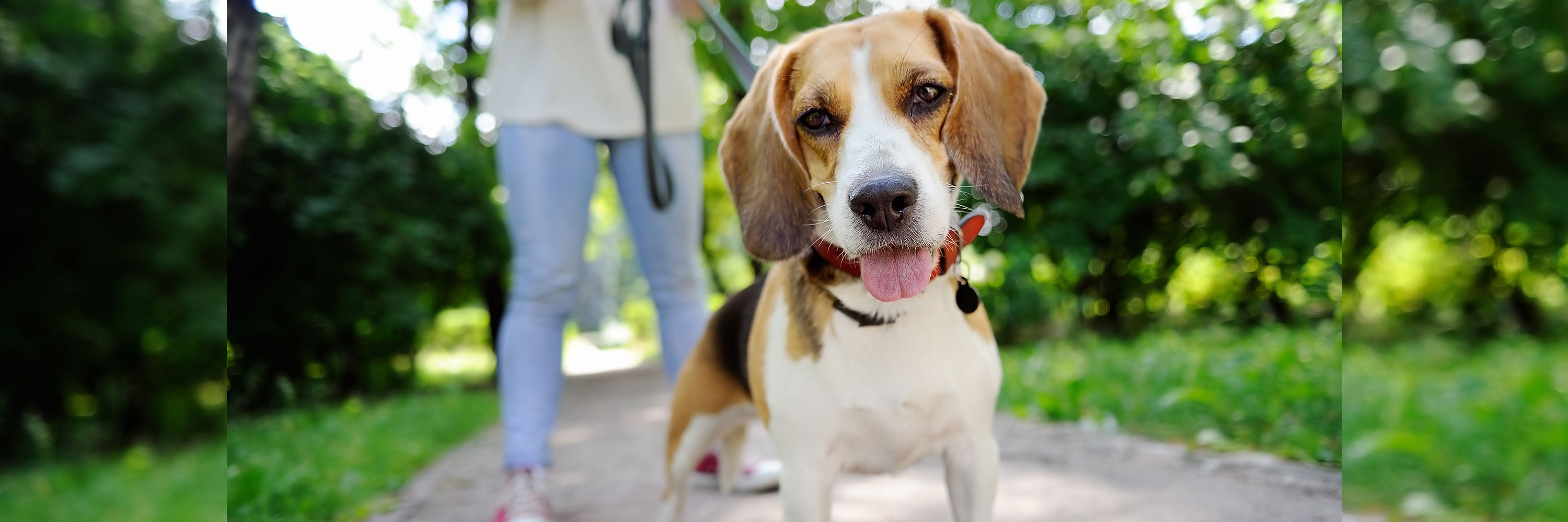 Emergency Vet Care - Greencross Vets Emergency Vet Care - Greencross Vets