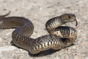 Eastern Brown Snake