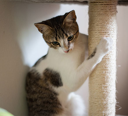 How to toilet a kitten discount