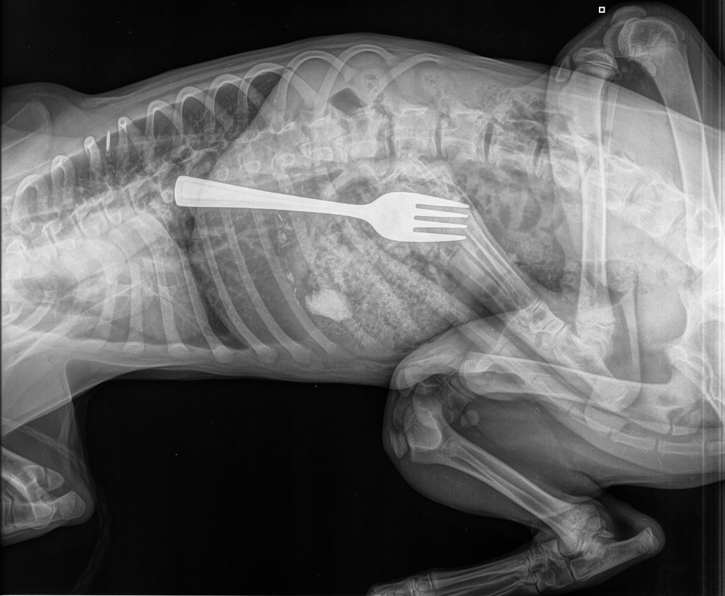 Fork xray