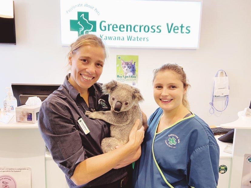 Vets with koala