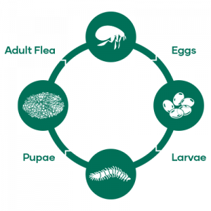 Flea lifecycle diagram