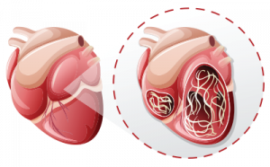 A heart with heartworm parasite