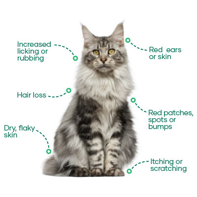 Signs of Itchy Cats