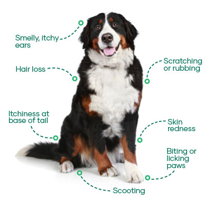 Signs of itchy dogs