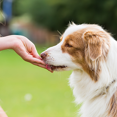 A person giving their pet a treat