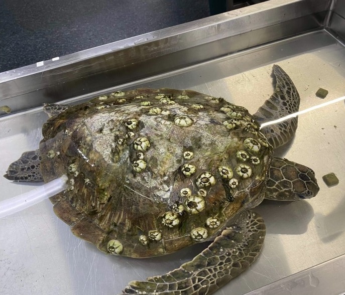 George the turtle in hospital