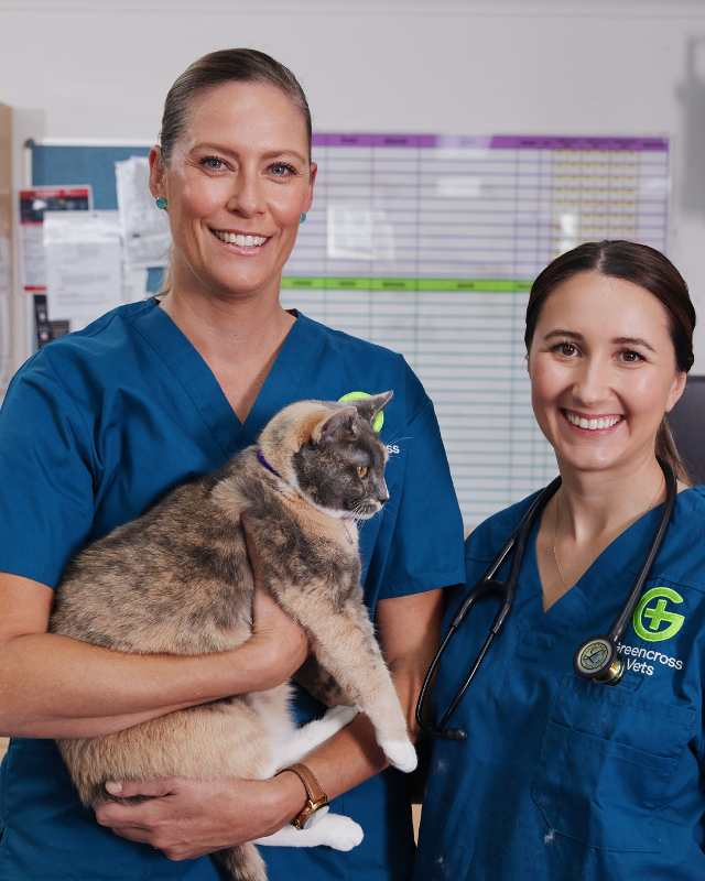 Two vets standing, one holding a cat