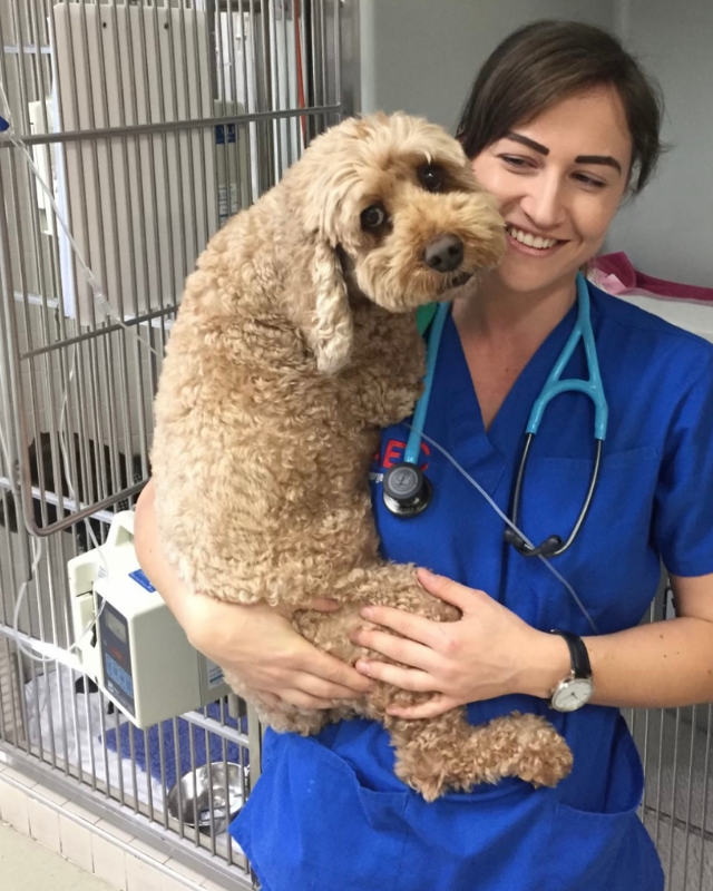 Emergency Vet holding a cavoodle