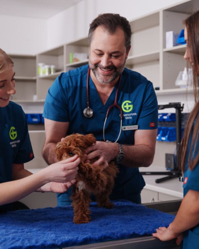 Vet examining a puppy