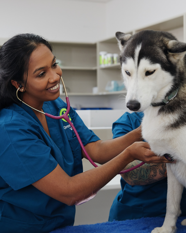 Dr Yash examining a husky dog