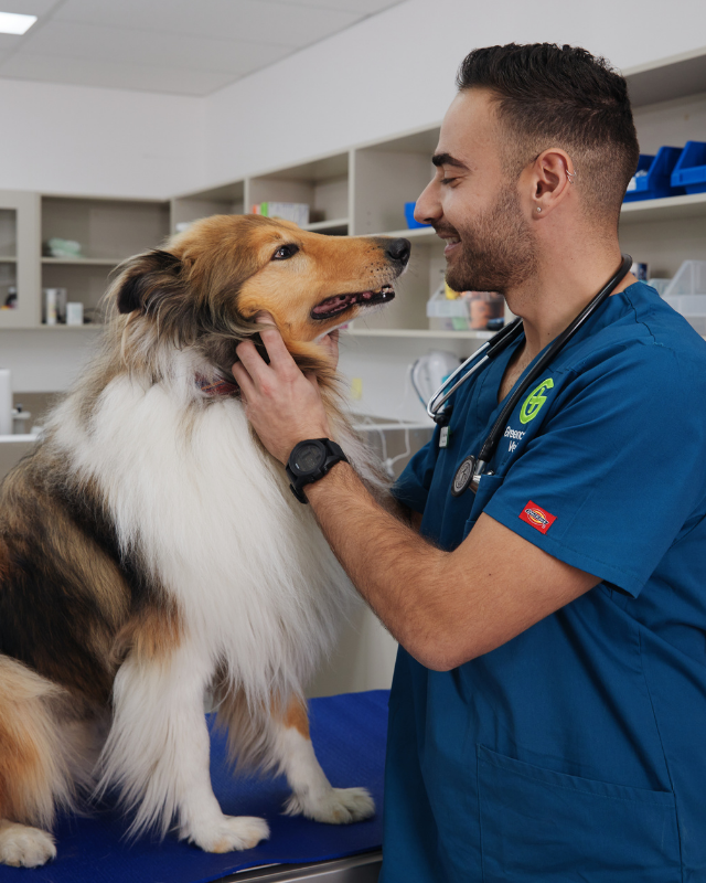 Vet with a dog in clinic