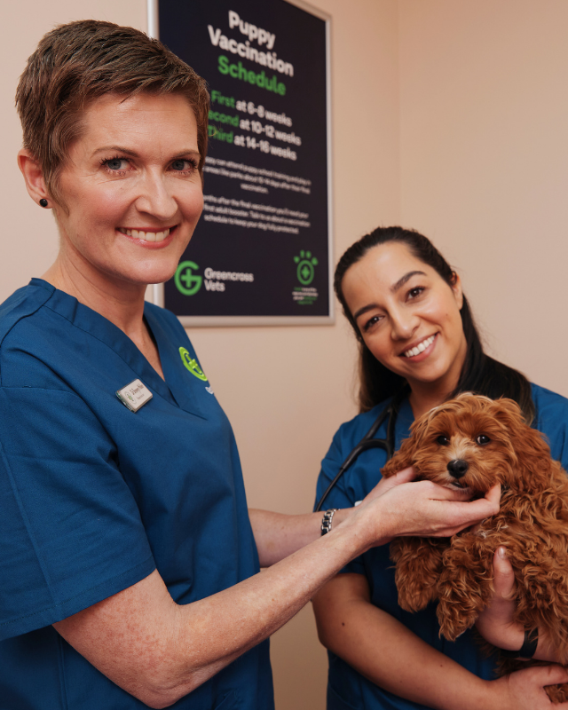 Two vets with a cavoodle puppy