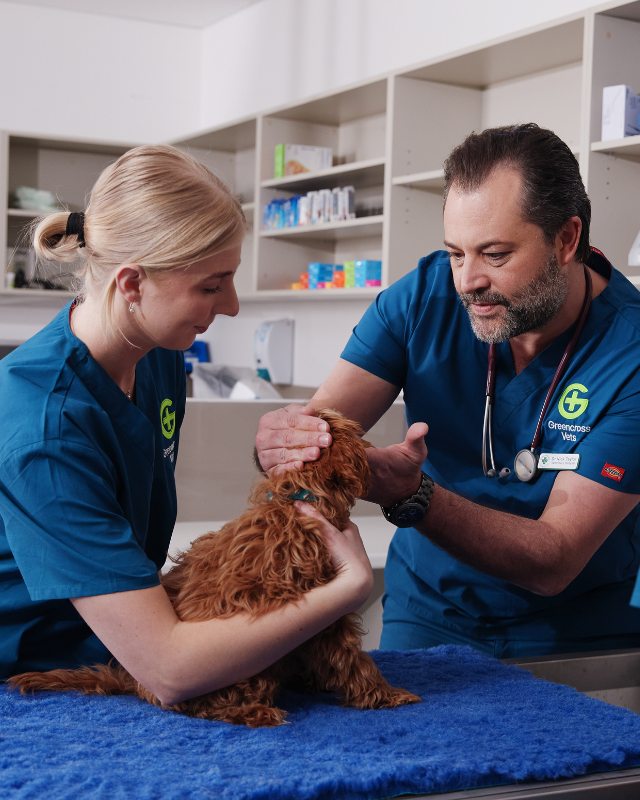 Vet Dr Nick examining a puppy with help from a vet nurse
