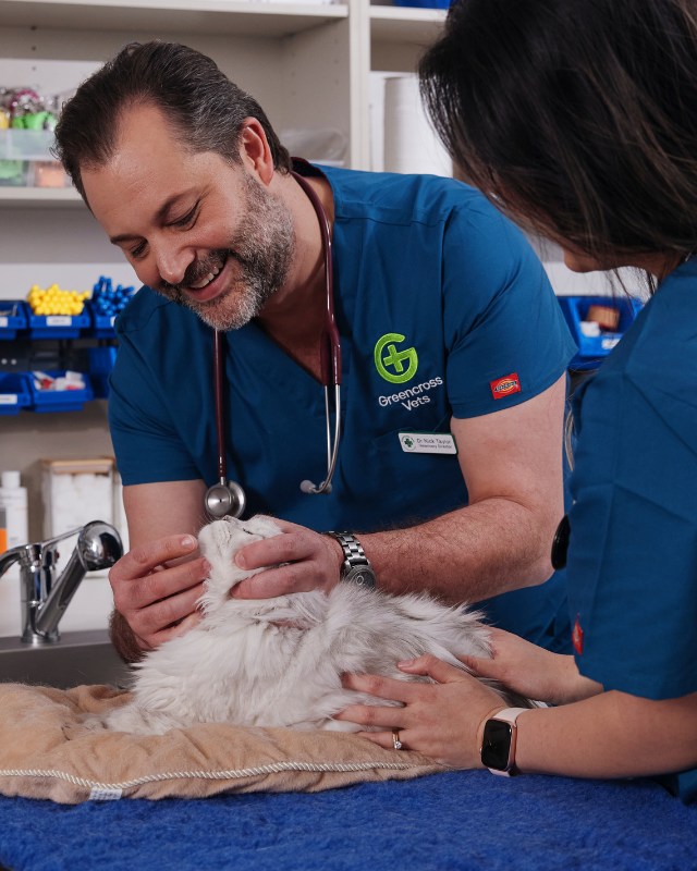Two vets examining a cat