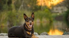 Australian Kelpie dog lying down by pretty pond