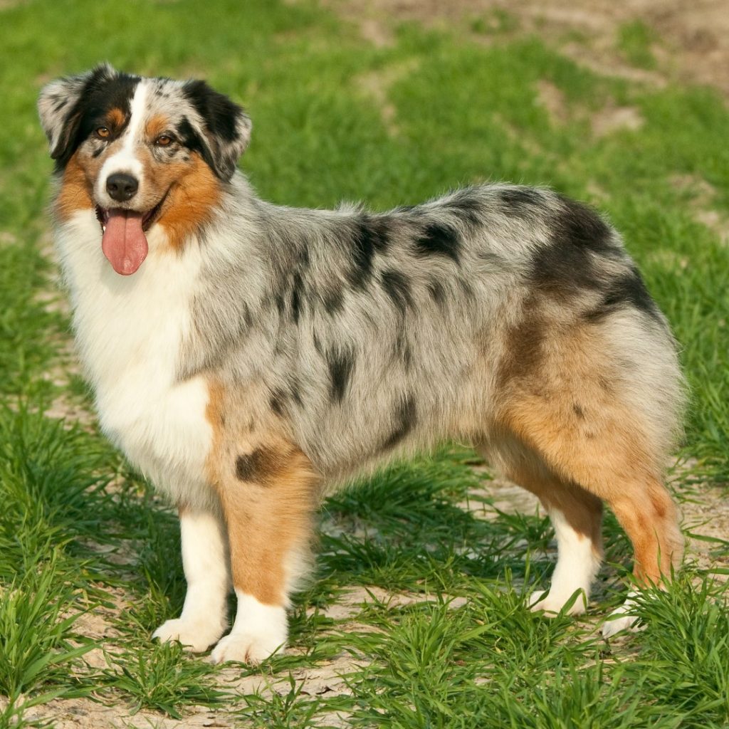 Dog Australian shepherd / Aussie adult standing blue merle Stock