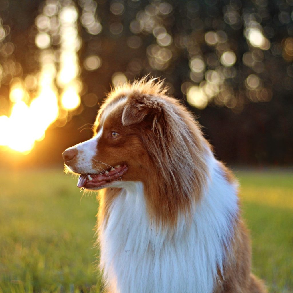 Australian Shepherd