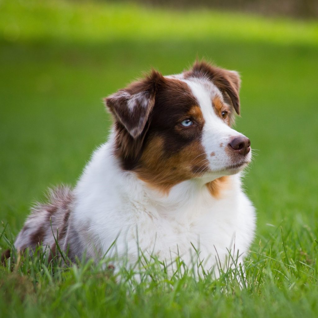 The Australian Shepherd: An Owner's Guide