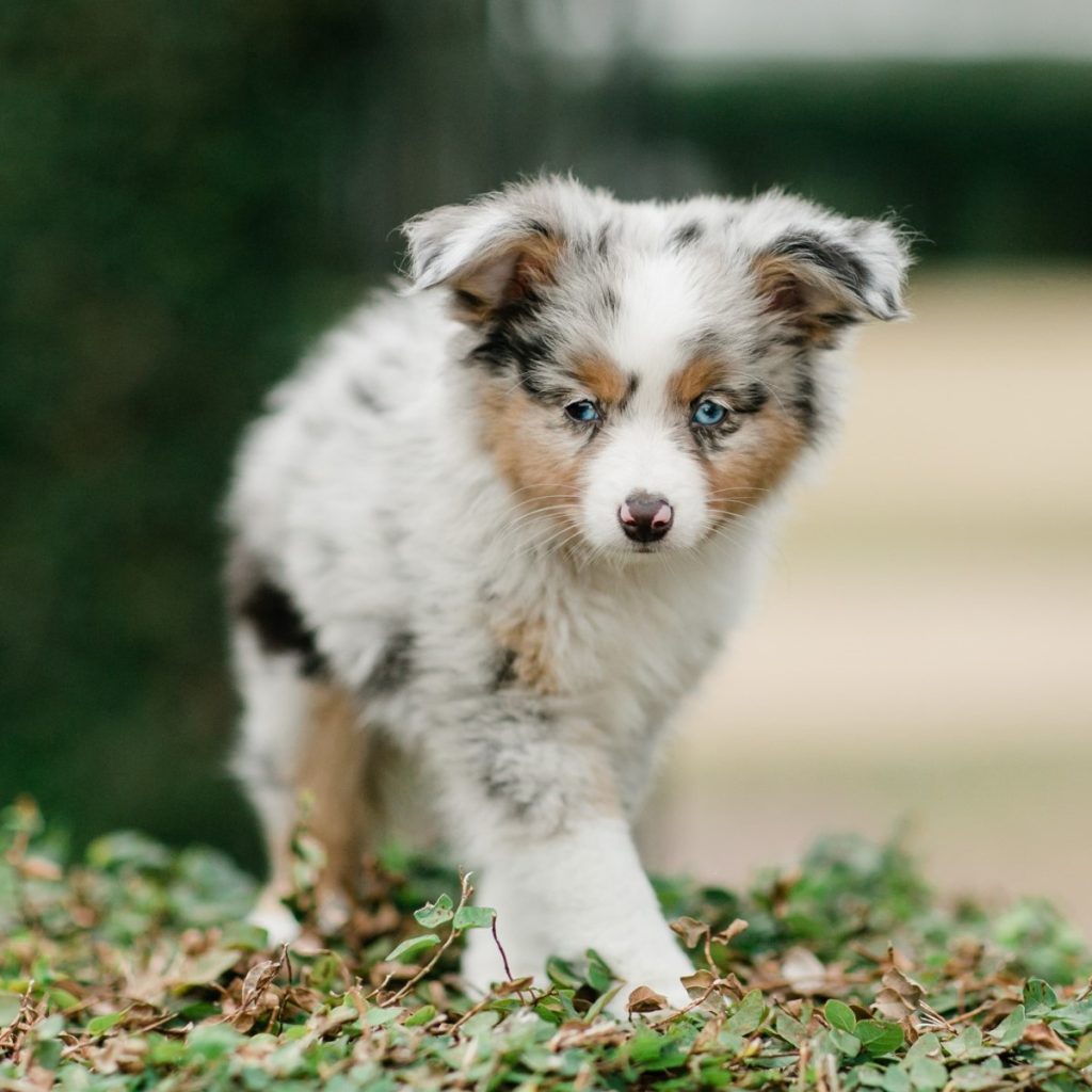 Australian Shepherds