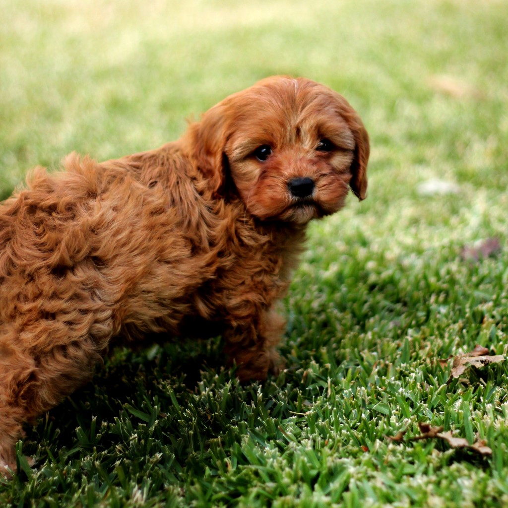 Cavoodle Dog Breed