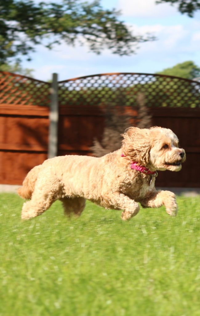 Cavoodle Dog Breed