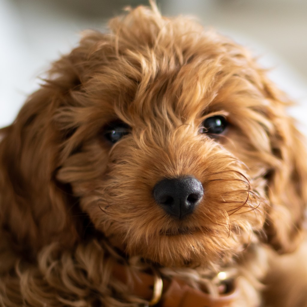The Cavoodle: An Owner'S Guide | Greencross Vets