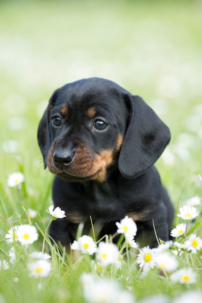 Mini Dachshund: Dog Breed Characteristics & Care