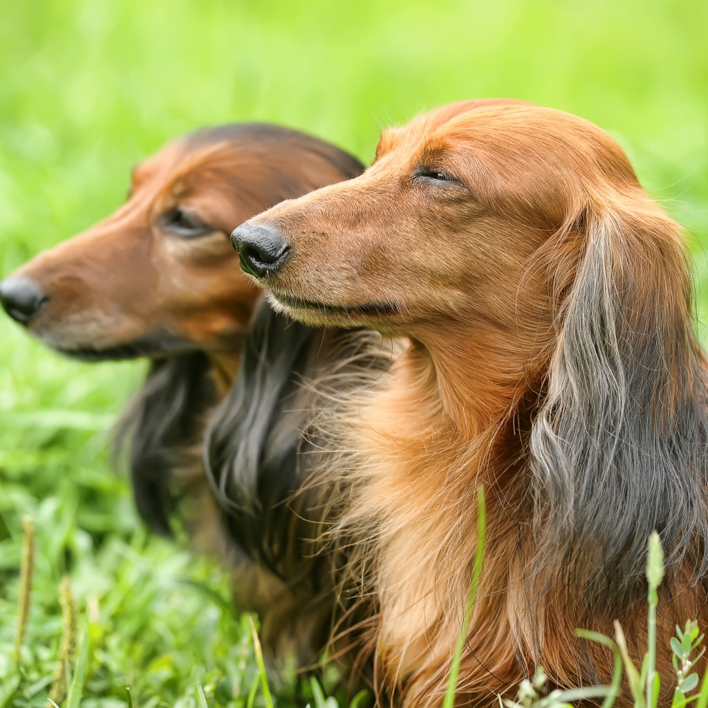 Dachshund Dog Breed