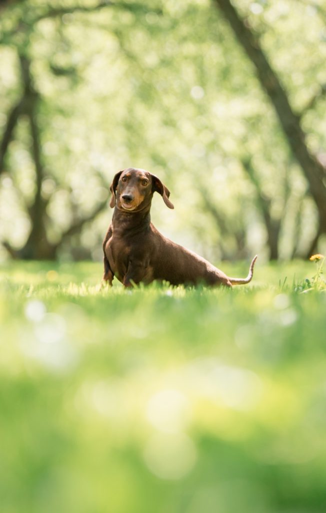 Dachshund Dog Breed