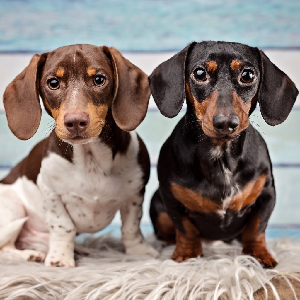 Dachshund Dog Breed