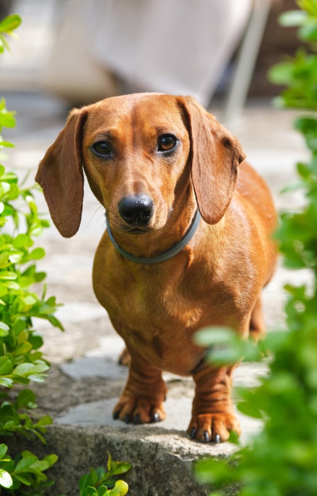 Dachshund Dog Breed