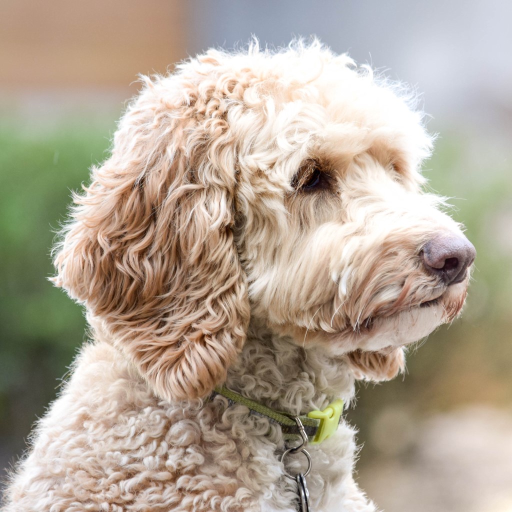 Labradoodle Dog Breed