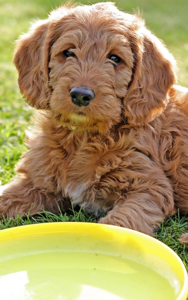 Labradoodle Dog Breed