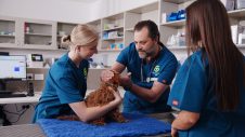 Vet Nurse assisting a vet who is examining a puppy on the hospital room table.