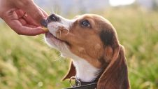 Dog being fed a tablet